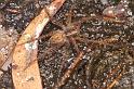Dolomedes_ZZ624_D7942_Z_89_North Stradbroke island_Australie
